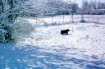 Dog walking in the snow, backyard, fence, ADSV03P15_01