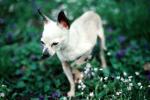 Chihuahua, small dog breed, ADSV04P01_03