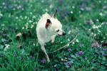 Chihuahua, small dog breed, ADSV04P01_04