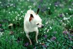 Chihuahua, small dog breed, ADSV04P01_05