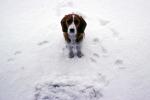 Beagle in the Snow, ADSV04P02_03