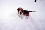 Beagle in the snow, ADSV04P02_14
