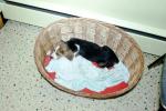 Puppy in a wicker basket, sleeping, let sleeping dogs lie, ADSV04P03_05