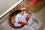 Puppy in a wicker basket, ADSV04P03_08