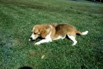Dog Chewing a Bone, lawn, backyard, ADSV04P03_11