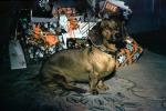 Dachshund, Wiener Dog, Presents, small breed, 1950s, ADSV04P05_05