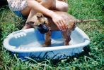 Wet Puppy, Bath, Cute, hand, water, backyard, 1950s, ADSV04P05_06