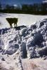 Snow, Cold, Ice, dog on a mound, ADSV04P05_11