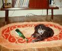 Booze Poodle, Rug, drunk dog, 1960s, ADSV04P06_04