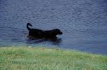 Dog in Water, Lake, ADSV04P08_06