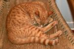 Cat sleeps on a chair, AFCD01_019