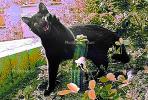 cat emulates a cactus, AFCPCD0653_044C