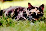 Calico Cat, Rachel, AFCV01P02_08.1710