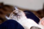 Siamese Cat, Chuck, AFCV01P03_01