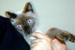 Siamese Cat, Chuck, AFCV01P03_02