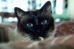 Siamese Cat, Asian, Felis catus, tanzanite-blue eyes, Chuck, AFCV01P03_06