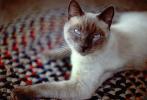 Siamese Cat, Asian, Felis catus, tanzanite-blue eyes, Chuck, AFCV01P03_16