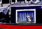 Cat in a Window on a Canal Boat, Amsterdam, Holland, AFCV01P03_19