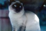 Siamese Cat, Asian, Felis catus, tanzanite-blue eyes, Chuck, AFCV01P04_09