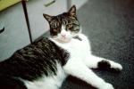 My Cat, Mortimer, AFCV01P06_05