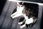 My Cat, Mortimer, AFCV01P06_10