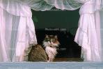 Cat in a Window, Drapes, Curtains, AFCV01P14_19.1711
