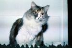 Calico, MeYou the magical cat, AFCV02P02_14