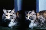 Calico, MeYou the magical cat, AFCV02P03_02