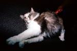 Calico, MeYou the magical cat, AFCV02P05_01