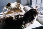 Calico, MeYou the magical cat, AFCV02P10_02