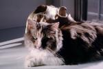 Calico, MeYou the magical cat, AFCV02P10_04