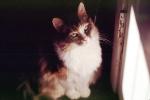 Calico, MeYou the magical cat, AFCV02P11_04