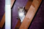 Calico, MeYou the magical cat, AFCV02P11_11
