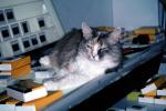 Calico, MeYou the magical cat, AFCV02P12_12
