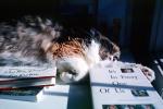 Calico, MeYou the magical cat, AFCV02P12_17