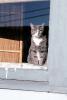 Cat in a Window, AFCV03P02_01