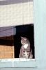 Cat in a Window, AFCV03P02_03