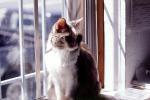 Calico, MeYou the magical cat, Cat in a Window, AFCV03P02_04