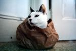 Cat in a Bag, AFCV03P05_13