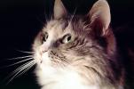 Calico, MeYou the magical cat, AFCV03P06_16