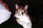 Calico, MeYou the magical cat, AFCV03P07_01