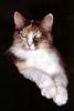 Calico, MeYou the magical cat, AFCV03P07_02