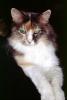 Calico, MeYou the magical cat, AFCV03P07_03