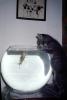 Kitten and a Goldfish Bowl, water, cute, funny, AFCV03P07_15