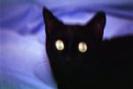 Black Cat, Yellow Eyes, AFCV03P11_17