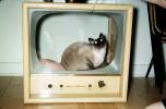 Siamese Cat in an old TV frame, 1960s, AFCV03P12_04