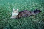 Cat on a Lawn, regal, lawn, AFCV03P12_07
