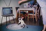 cat jumps, television, AFCV03P12_19