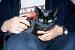 Little Panther, Black Cat, AFCV03P14_06