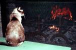 Cat, Fireplace, Warm, AFCV03P15_09